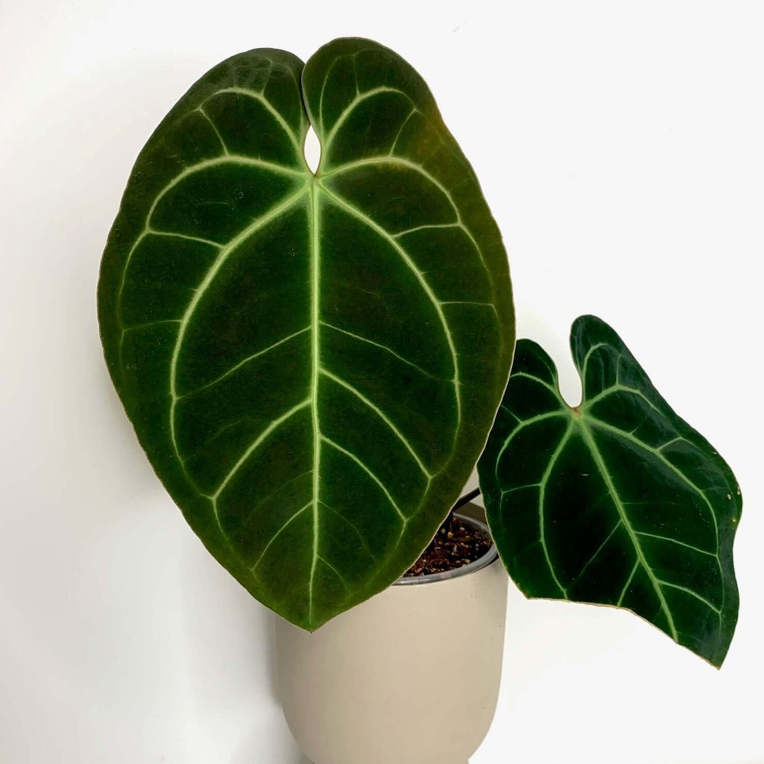 Anthurium besseae aff Foliage Dreams