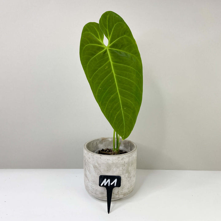 Anthurium cirinoi velvet M1 Foliage Dreams