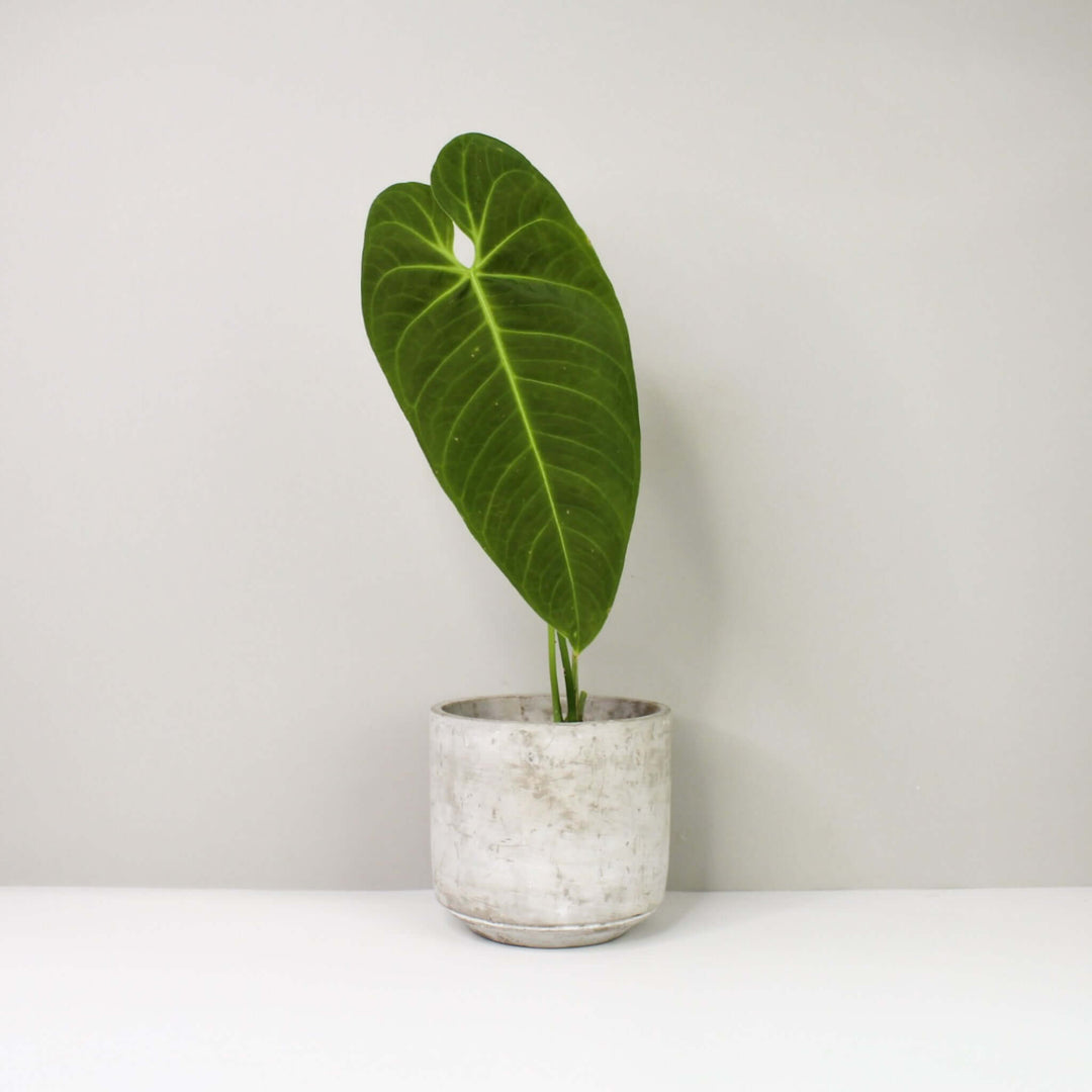 Anthurium cirinoi velvet M1 Foliage Dreams