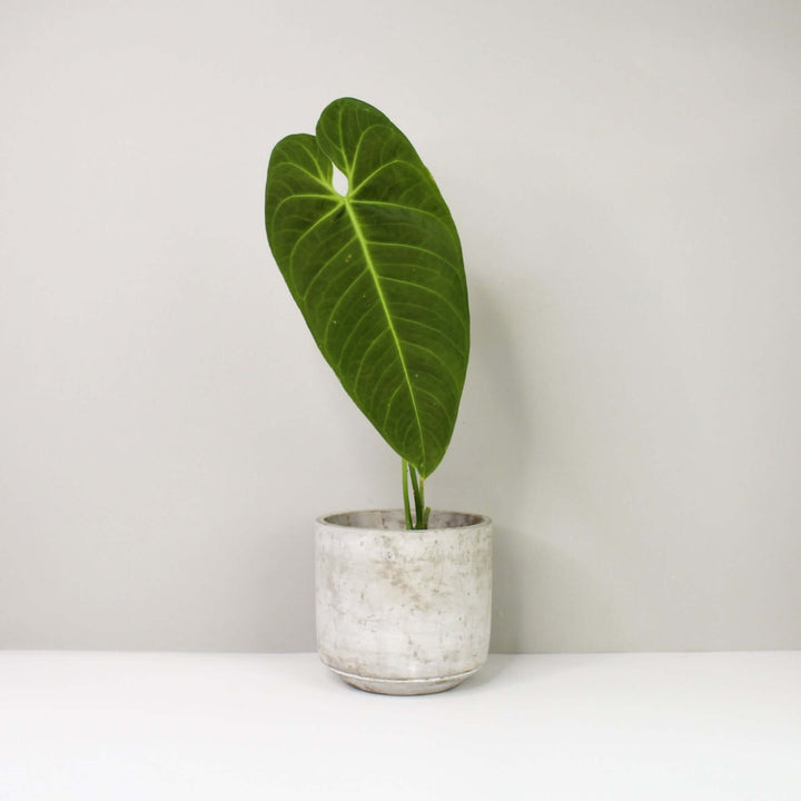 Anthurium cirinoi velvet M1 Foliage Dreams