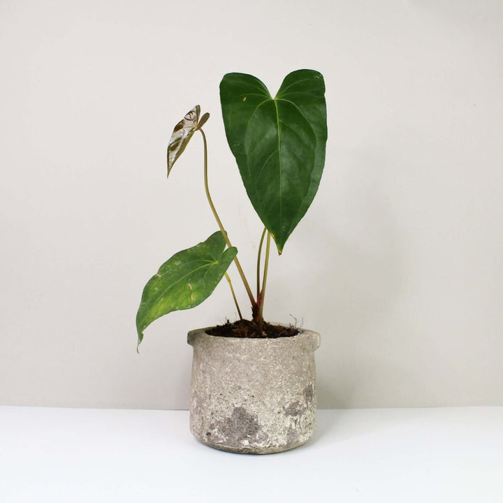 Anthurium Magnificum x Moronense Foliage Dreams