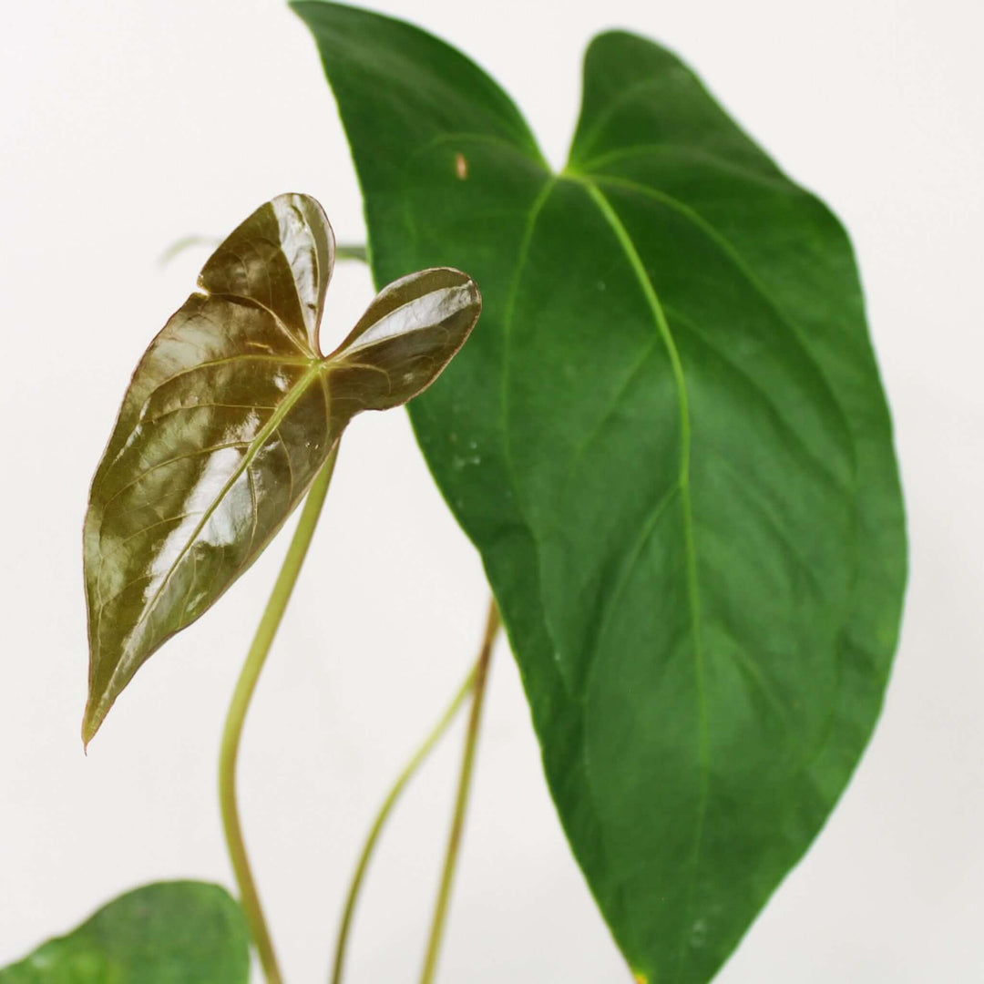 Anthurium Magnificum x Moronense Foliage Dreams