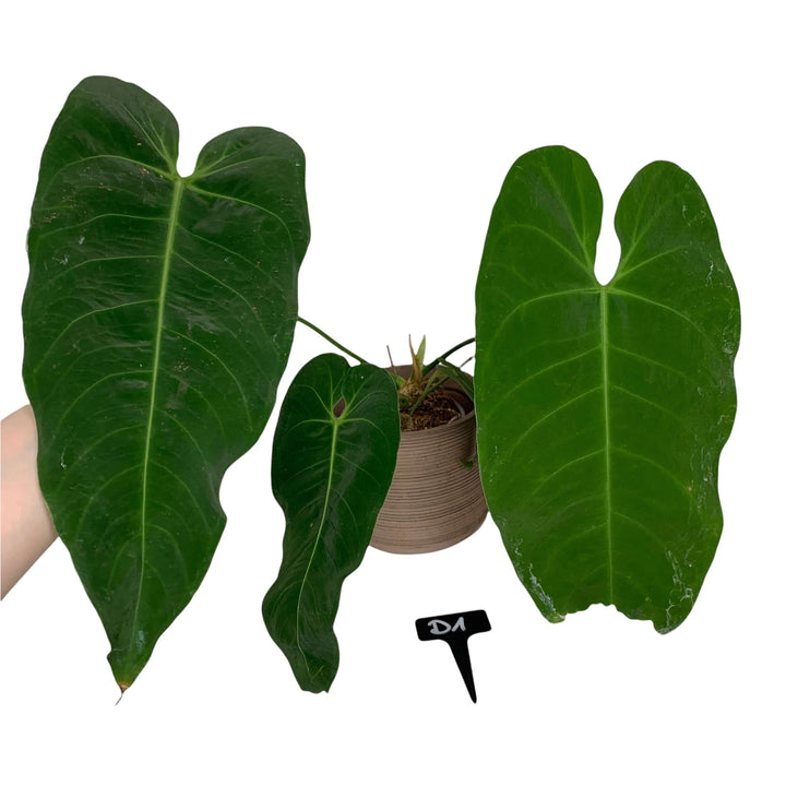 Anthurium metallicum D1 Foliage Dreams