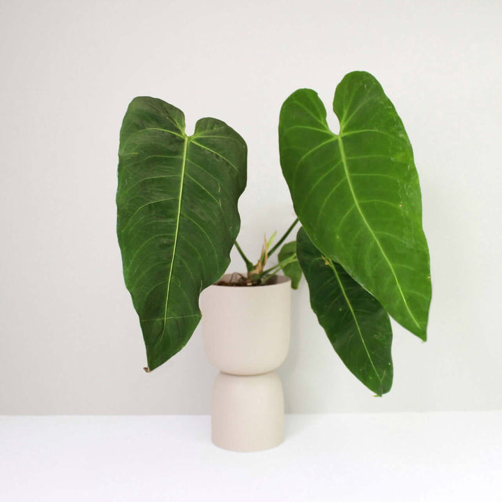 Anthurium metallicum D1 Foliage Dreams