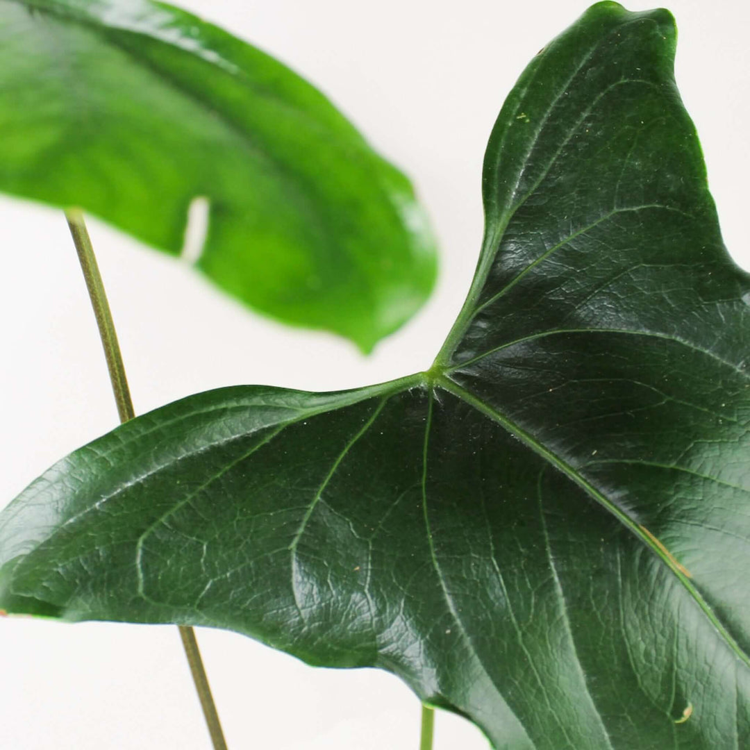 Anthurium Nigrolaminum 'Gigi' Foliage Dreams