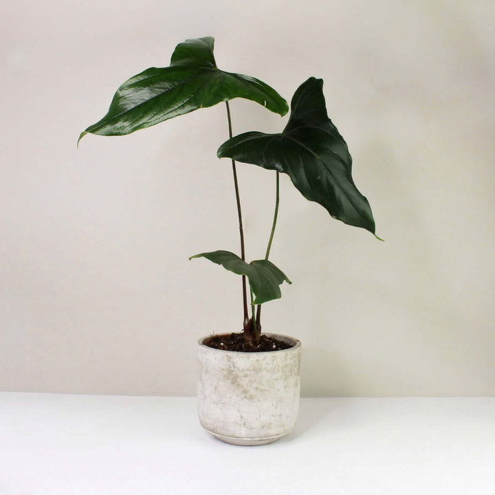 Anthurium Nigrolaminum 'Gigi' Foliage Dreams
