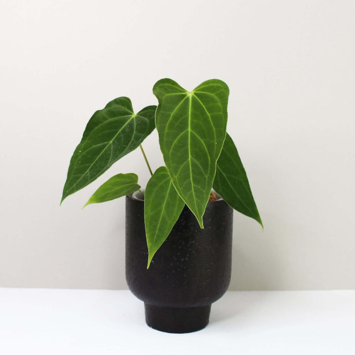 Anthurium Papillilaminum x (hybrid) Foliage Dreams
