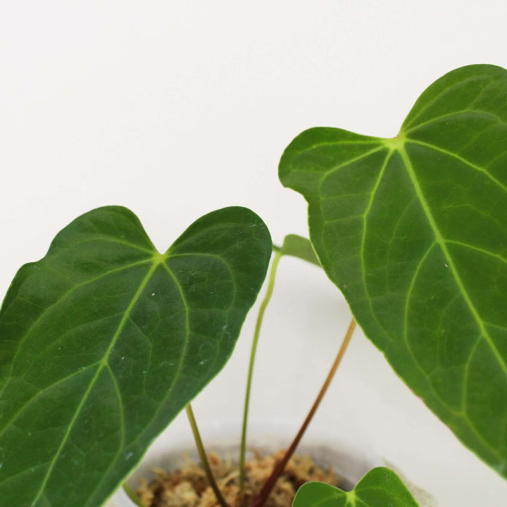 Anthurium Papillilaminum x (hybrid) Foliage Dreams
