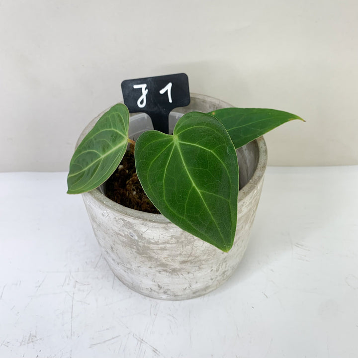 Anthurium Papillilaminum x (hybrid) J1 Foliage Dreams