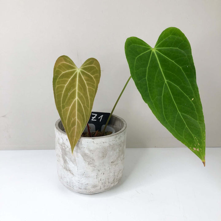 Anthurium Papillilaminum x (hybrid) Z1 Foliage Dreams