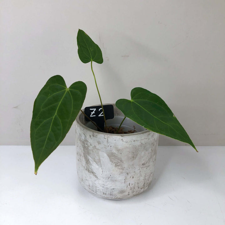 Anthurium Papillilaminum x (hybrid) Z2 Foliage Dreams