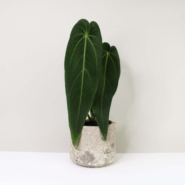 Anthurium Warocqueanum 'Esmeralda' Foliage Dreams