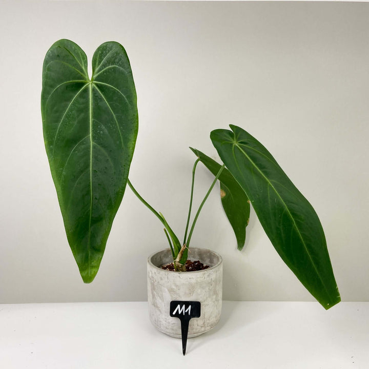 Anthurium Warocqueanum 'Esmeralda' M1 Foliage Dreams