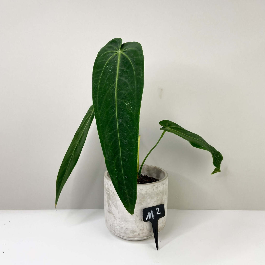 Anthurium Warocqueanum 'Esmeralda' M2 Foliage Dreams