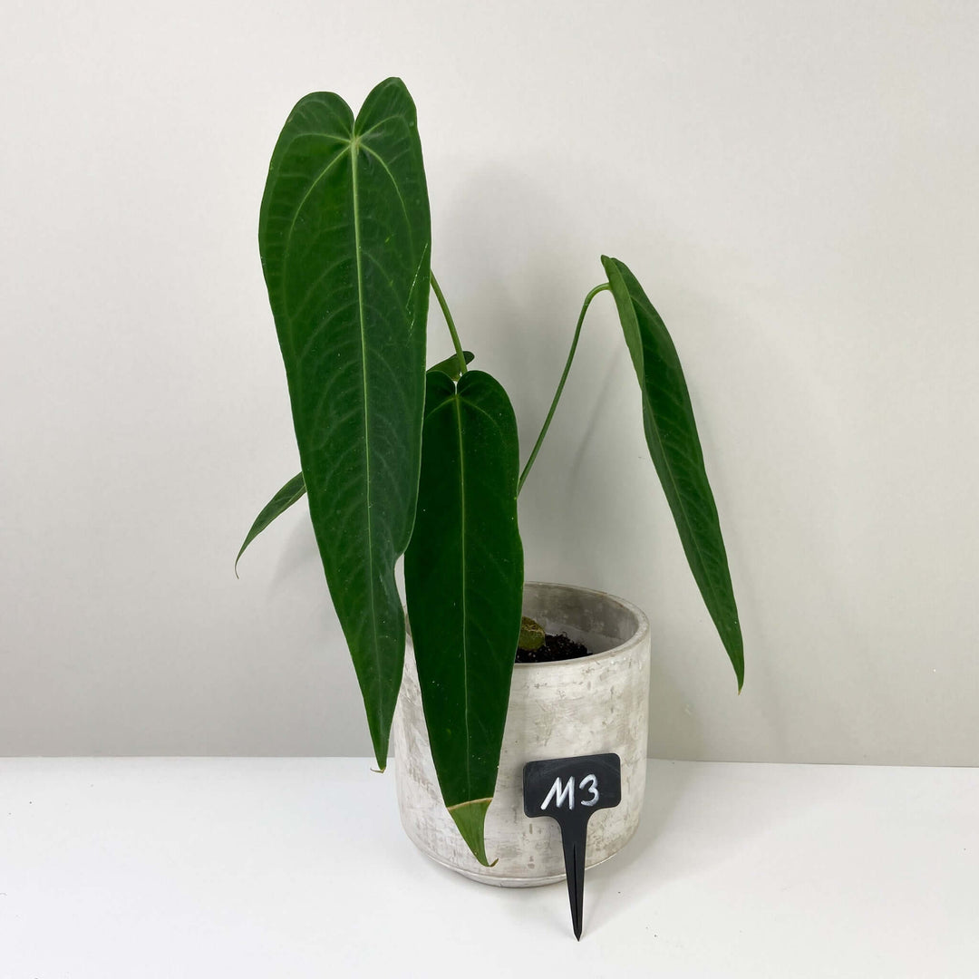 Anthurium Warocqueanum 'Esmeralda' M3 Foliage Dreams