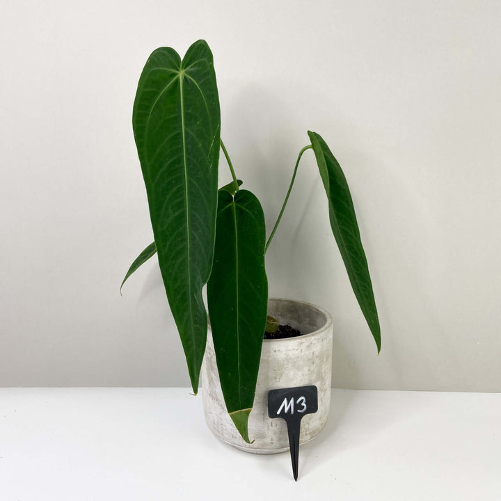 Anthurium Warocqueanum 'Esmeralda' M3 Foliage Dreams