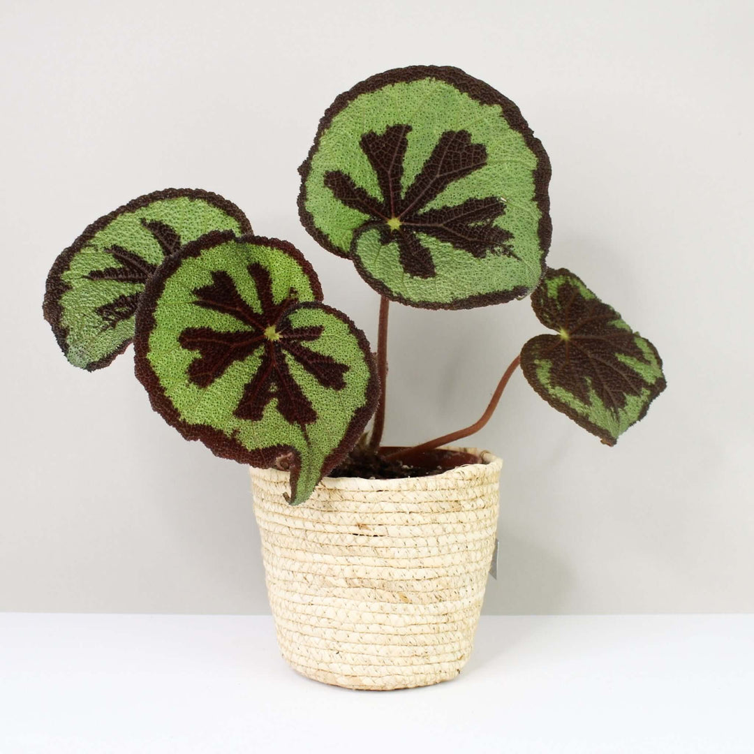 Begonia masoniana Mountain Foliage Dreams