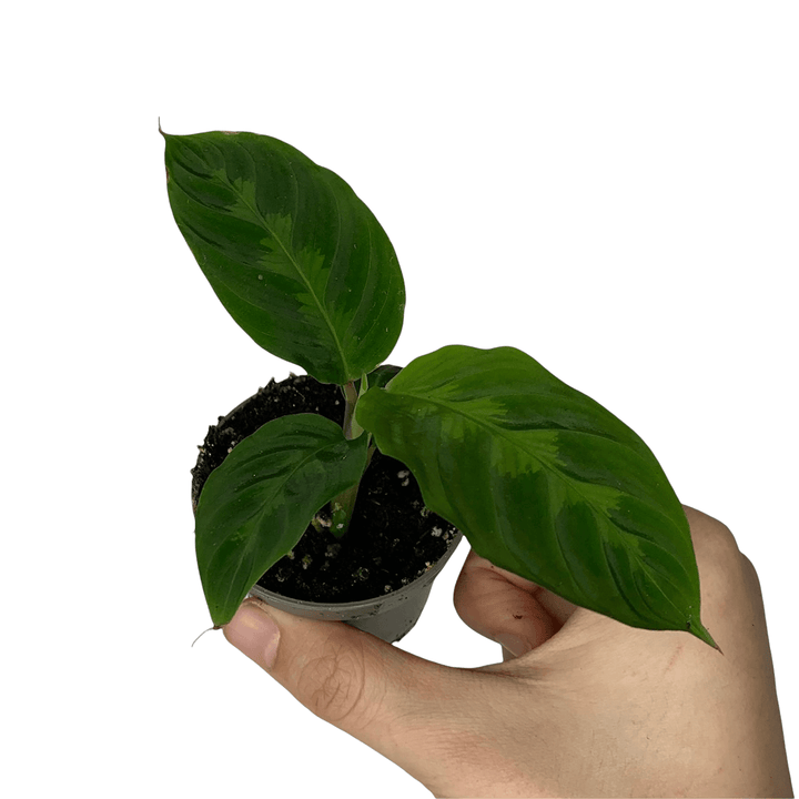 Calathea warscewiczii - young plant Foliage Dreams