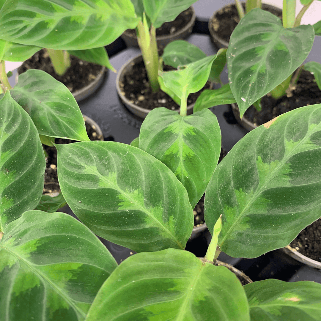 Calathea warscewiczii - young plant Foliage Dreams