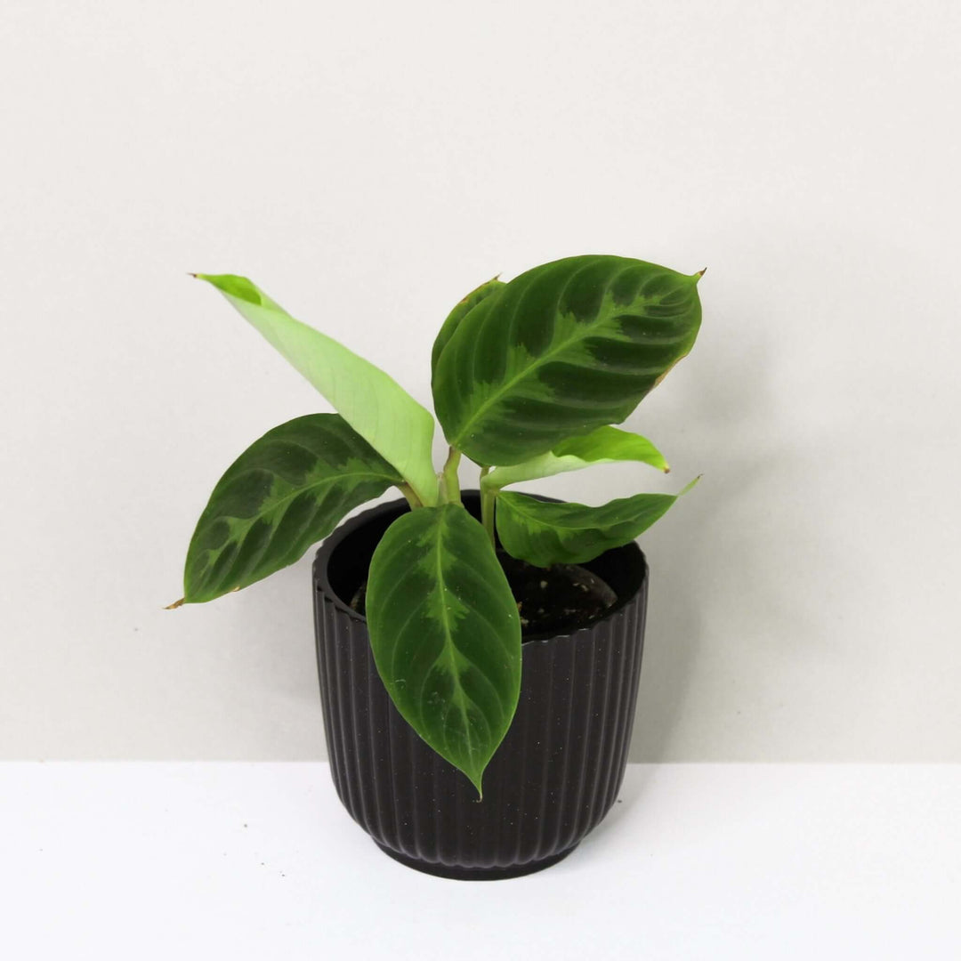 Calathea warscewiczii - young plant Foliage Dreams