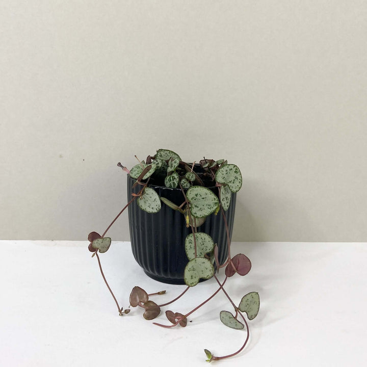 Ceropegia woodii (String of hearts) Foliage Dreams