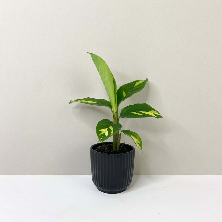 Ctenanthe Lubbersiana Golden Mosaic - young plant Foliage Dreams