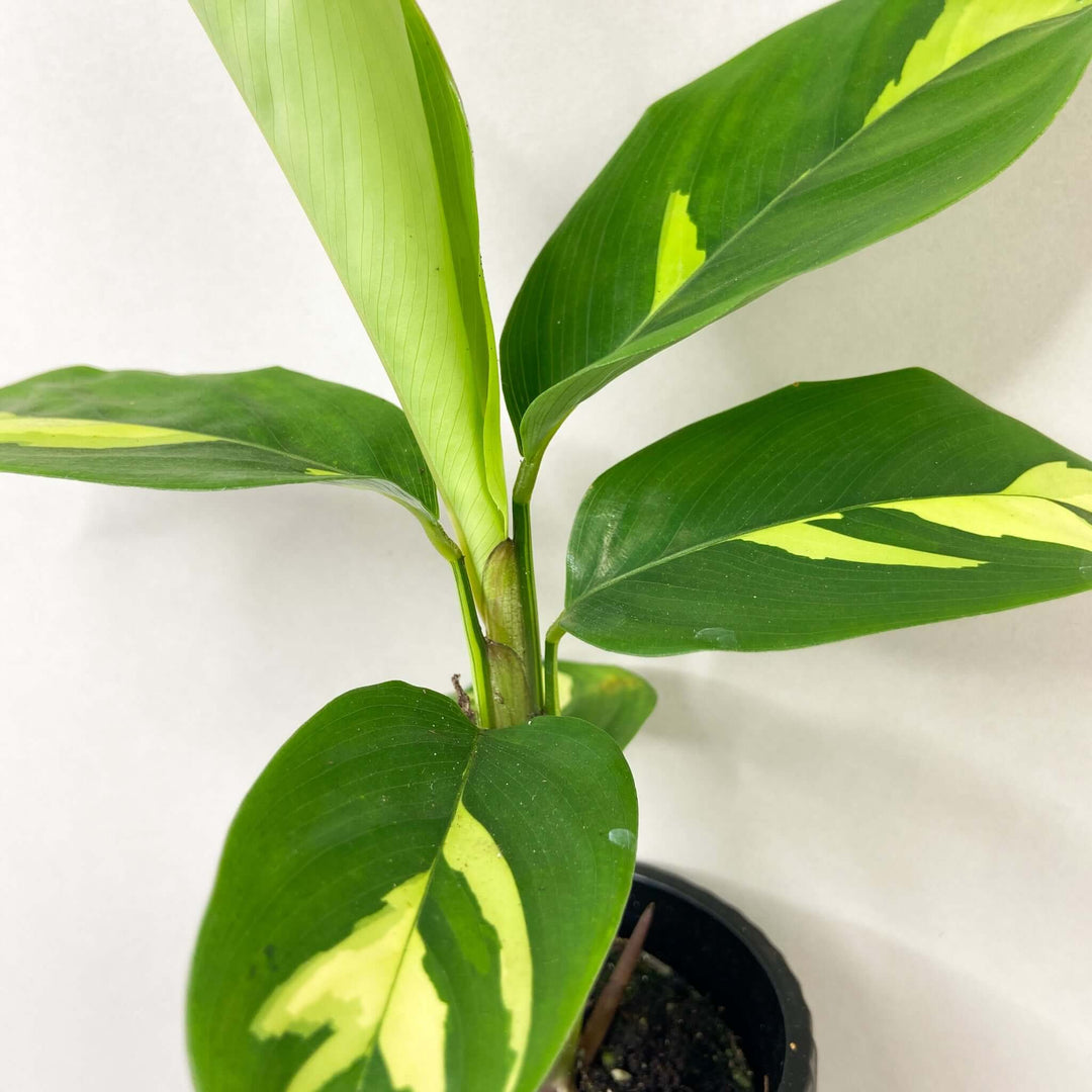 Ctenanthe Lubbersiana Golden Mosaic - young plant Foliage Dreams