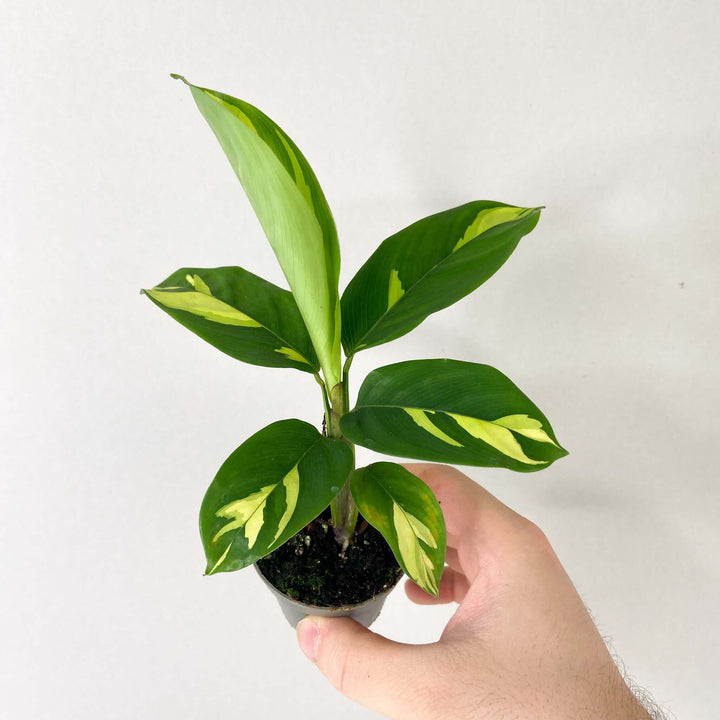 Ctenanthe Lubbersiana Golden Mosaic - young plant Foliage Dreams