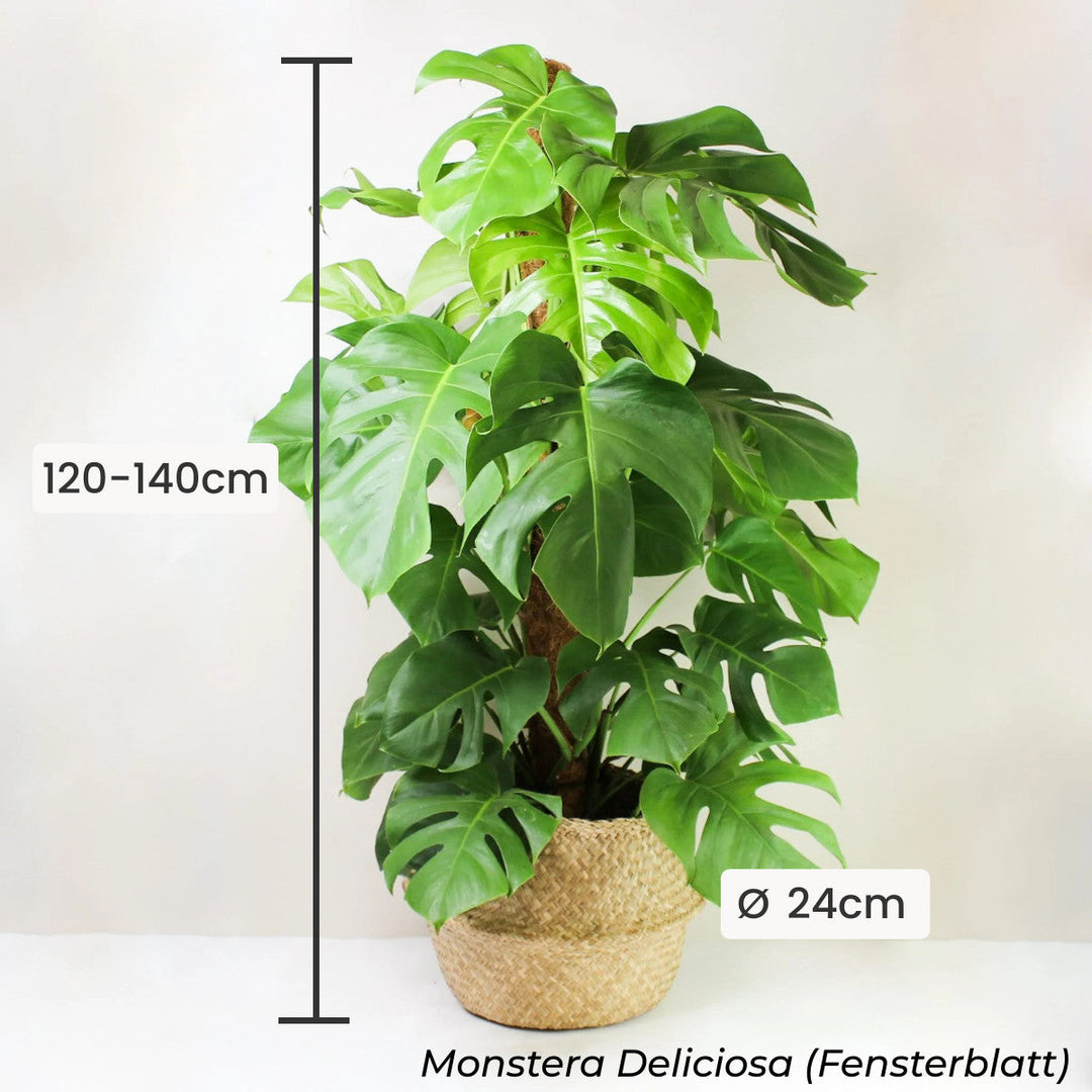 Dekorativ Fresh Green (3er Set) Foliage Dreams