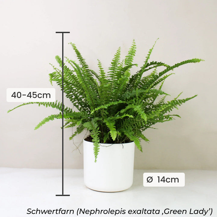 Dekorativ Fresh Green (3er Set) Foliage Dreams