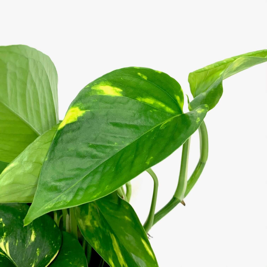 Epipremnum aureum (Efeutute) Foliage Dreams