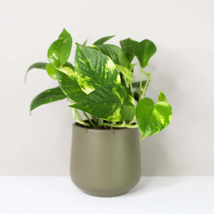 Epipremnum aureum (Efeutute) Foliage Dreams