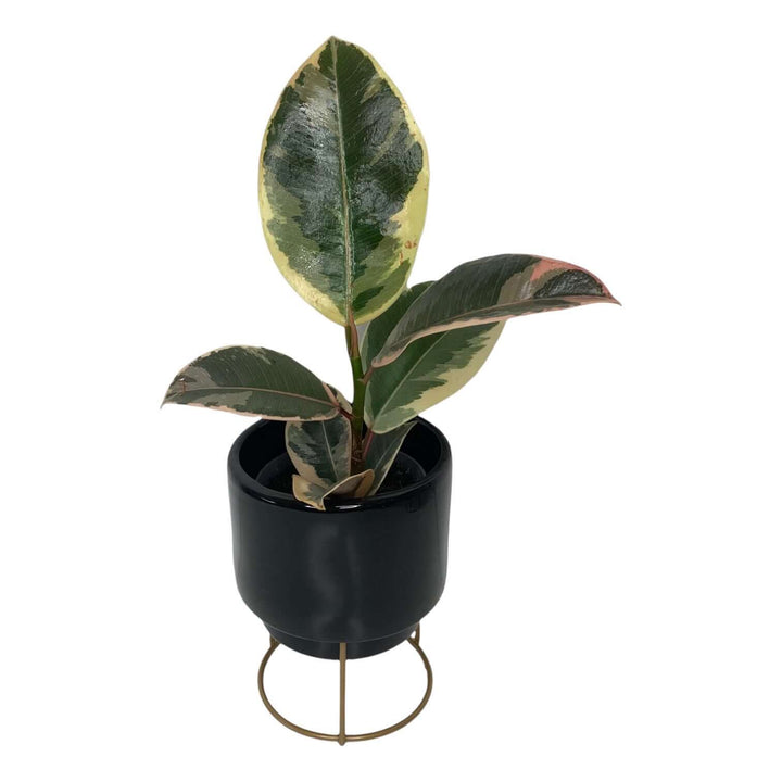 Ficus elastica 'Tineke' (Rubber Plant) Foliage Dreams