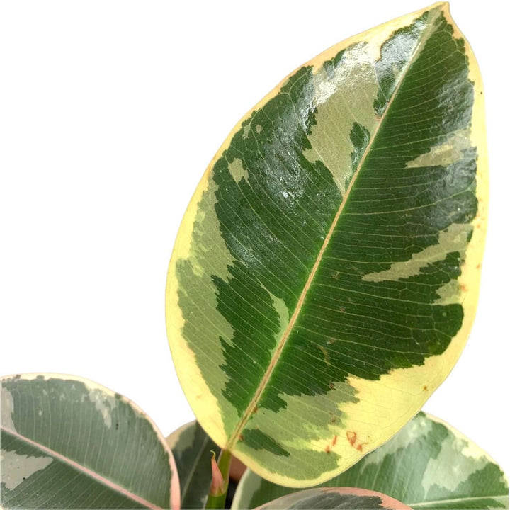 Ficus elastica 'Tineke' (Rubber Plant) Foliage Dreams