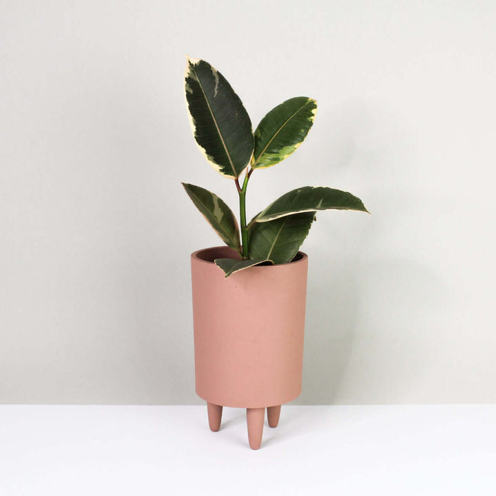 Ficus elastica 'Tineke' (Rubber Plant) Foliage Dreams