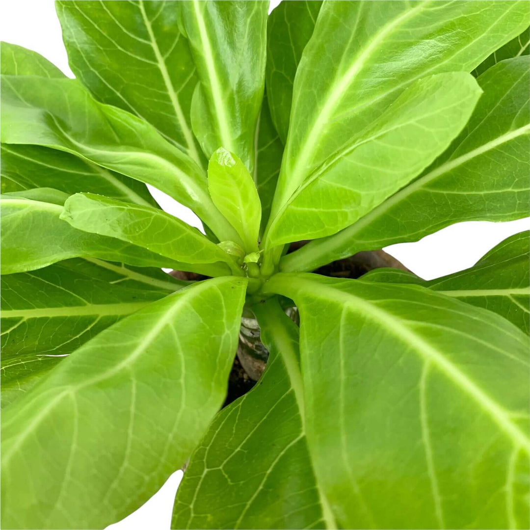 Hawaii Palme (Birghamia insignis) Foliage Dreams