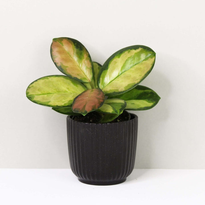 Hoya australis lisa tricolor - young plant Foliage Dreams