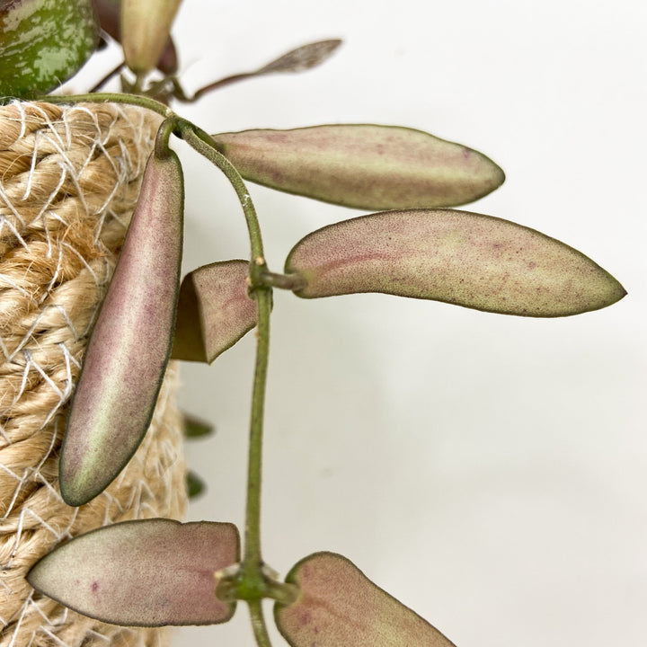 Hoya Sigillatis Foliage Dreams