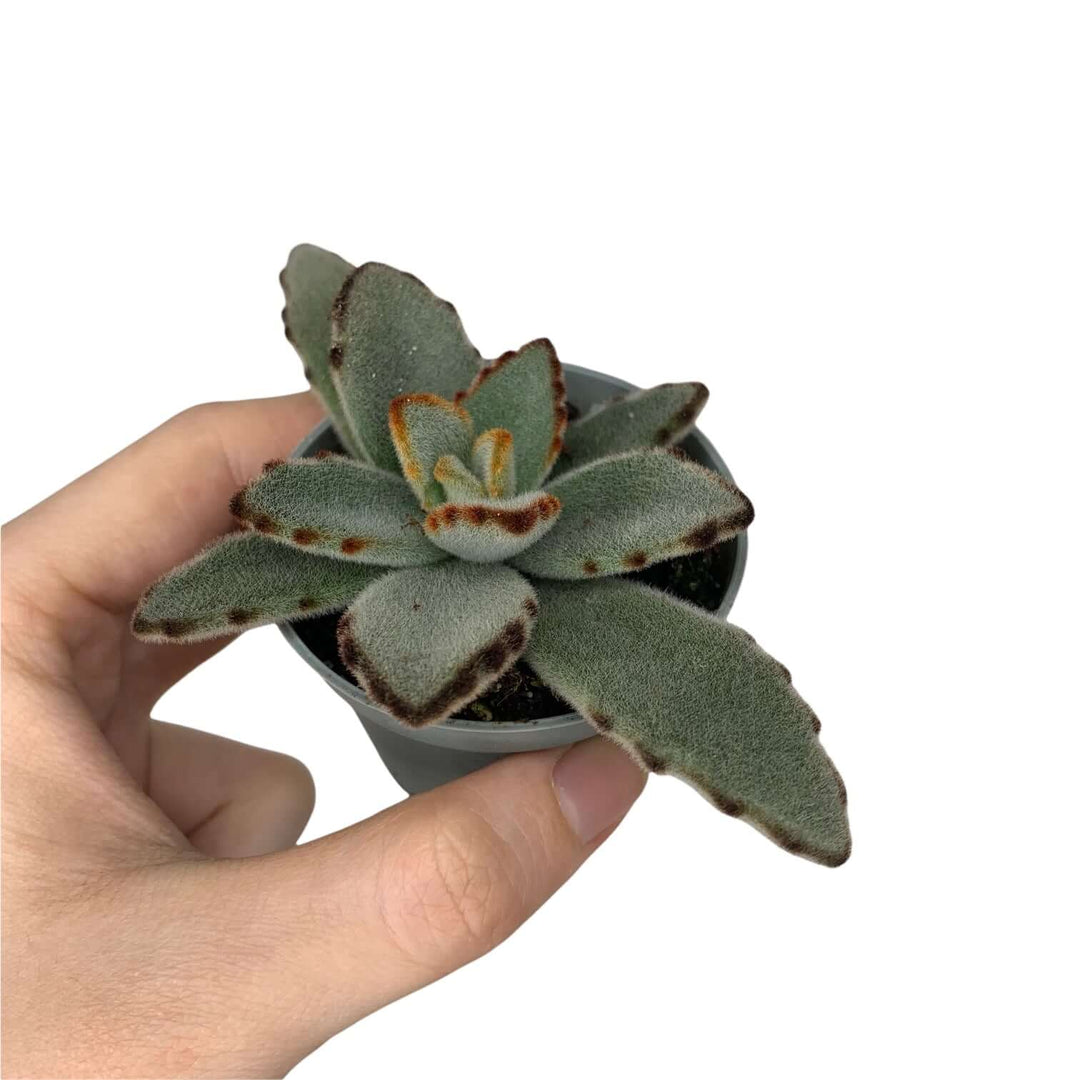 Kalanchoe Tomentosa Foliage Dreams