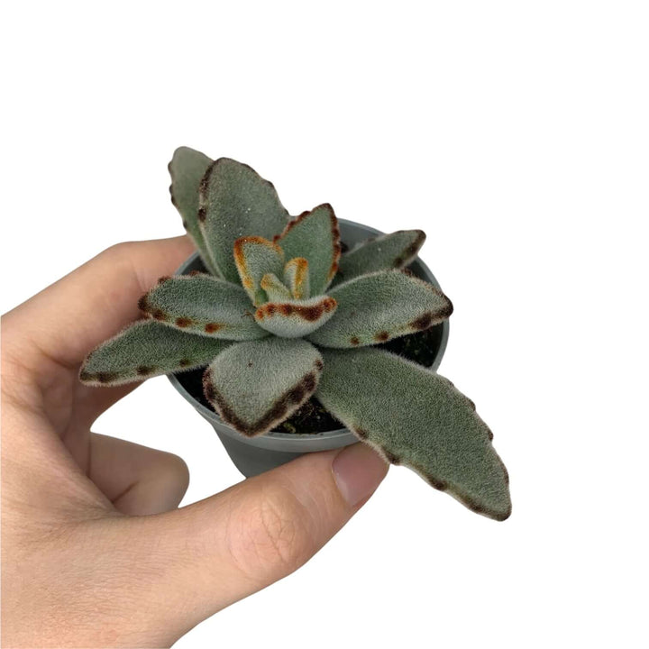 Kalanchoe Tomentosa Foliage Dreams