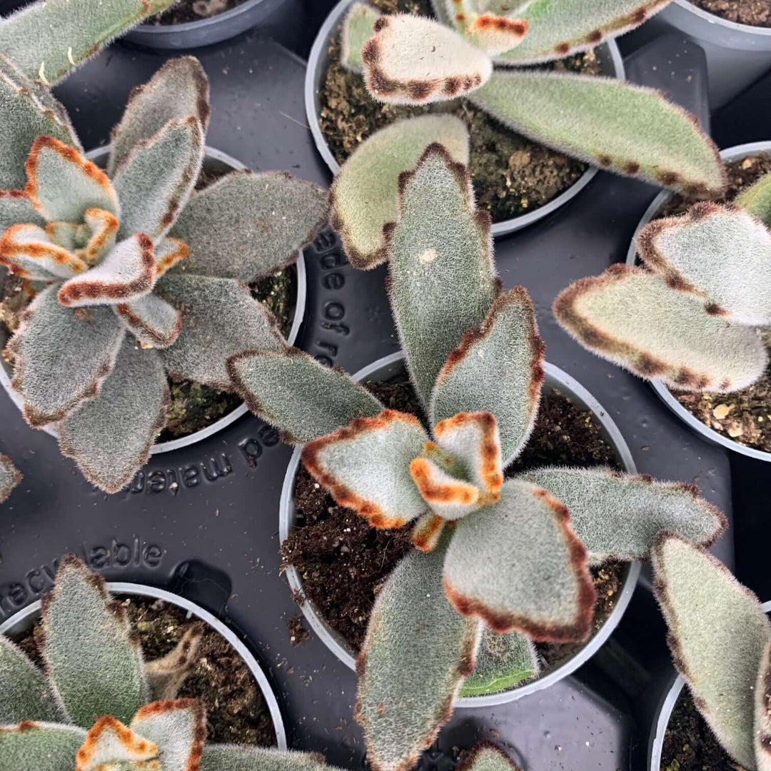 Kalanchoe Tomentosa Foliage Dreams