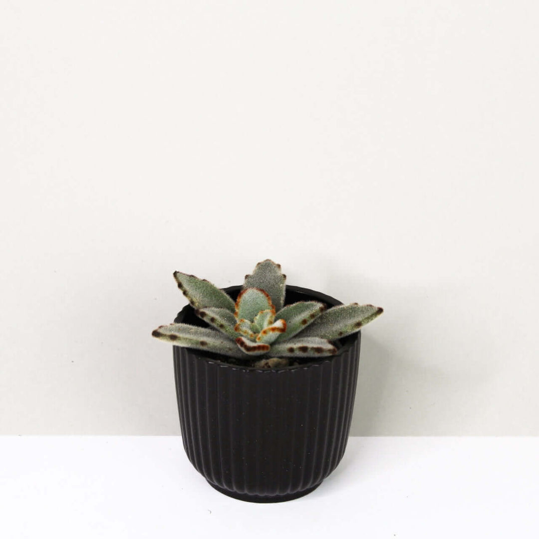 Kalanchoe Tomentosa Foliage Dreams