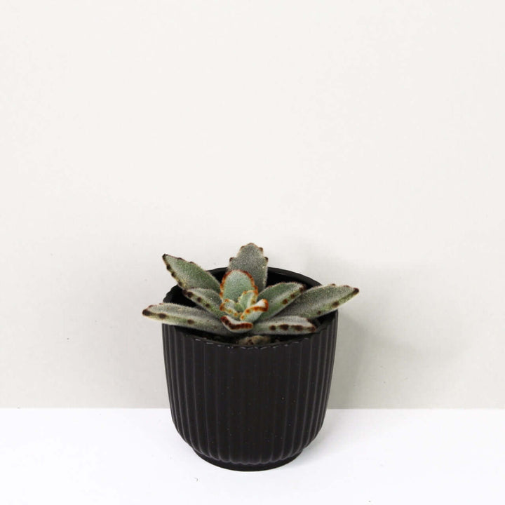 Kalanchoe Tomentosa Foliage Dreams