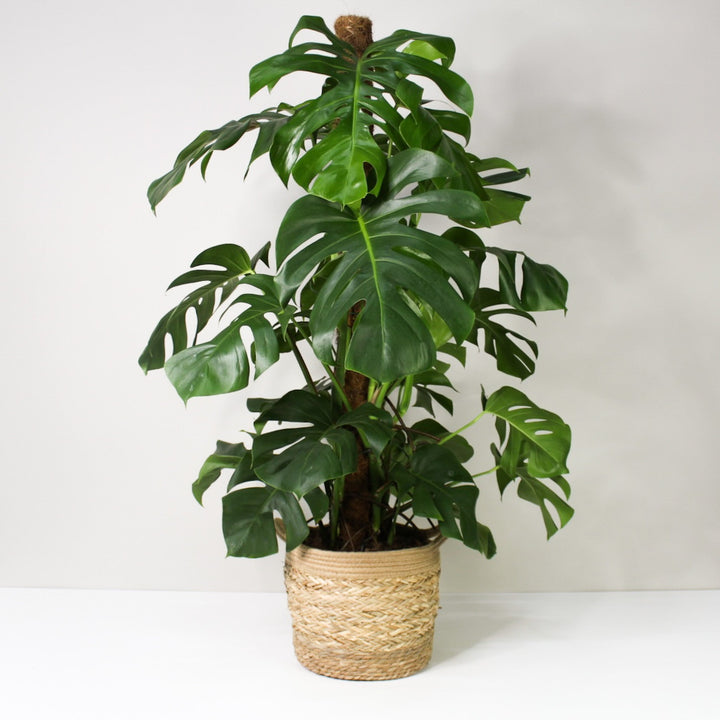Monstera Deliciosa (Fensterblatt) XL / Korb braun Foliage Dreams