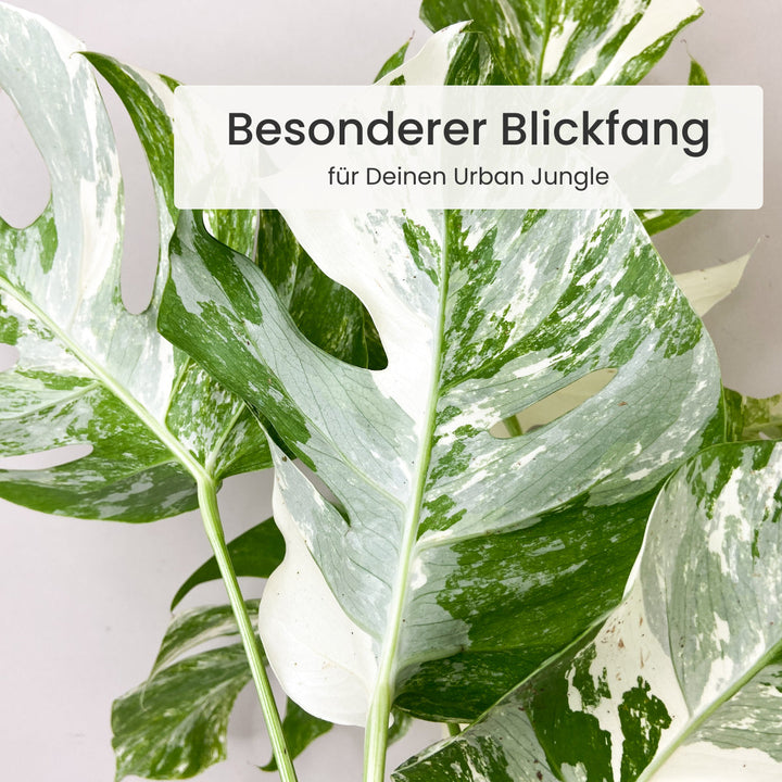 Monstera Deliciosa Variegata Foliage Dreams