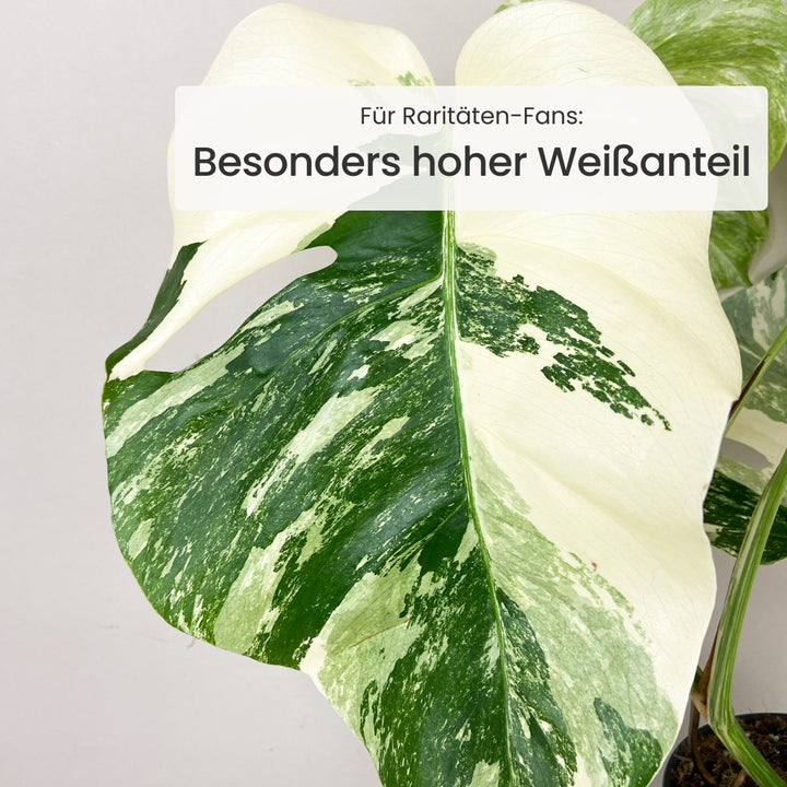 Monstera Deliciosa Variegata Foliage Dreams