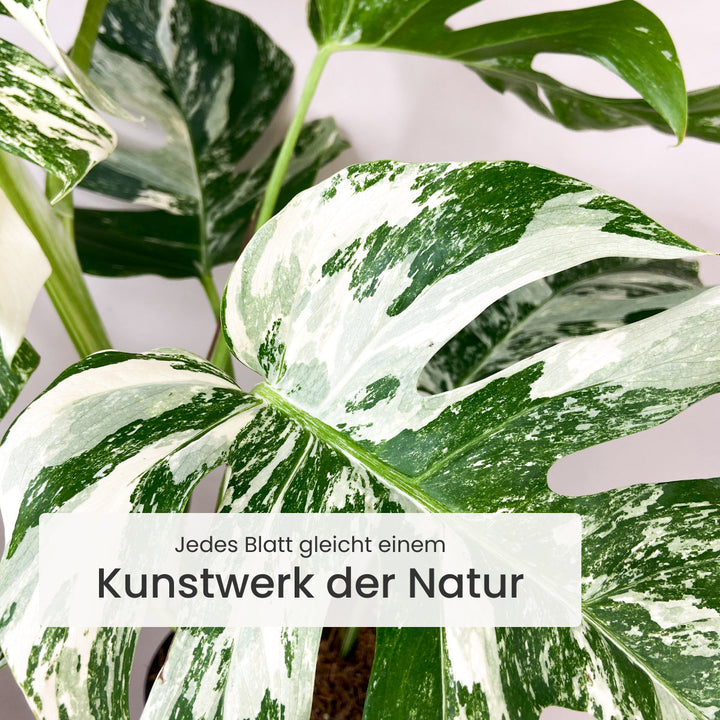Monstera Deliciosa Variegata Foliage Dreams