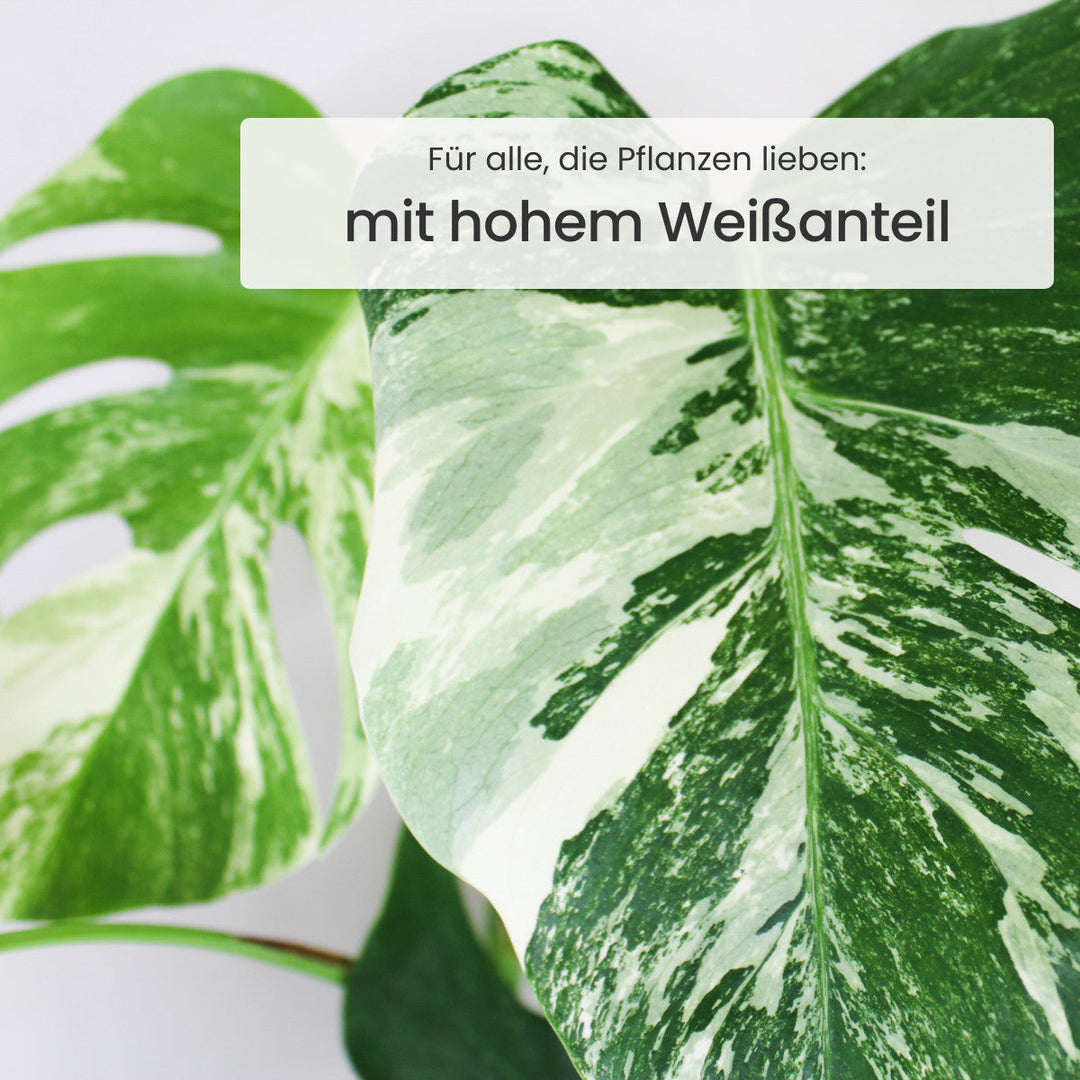 Monstera Deliciosa Variegata Foliage Dreams