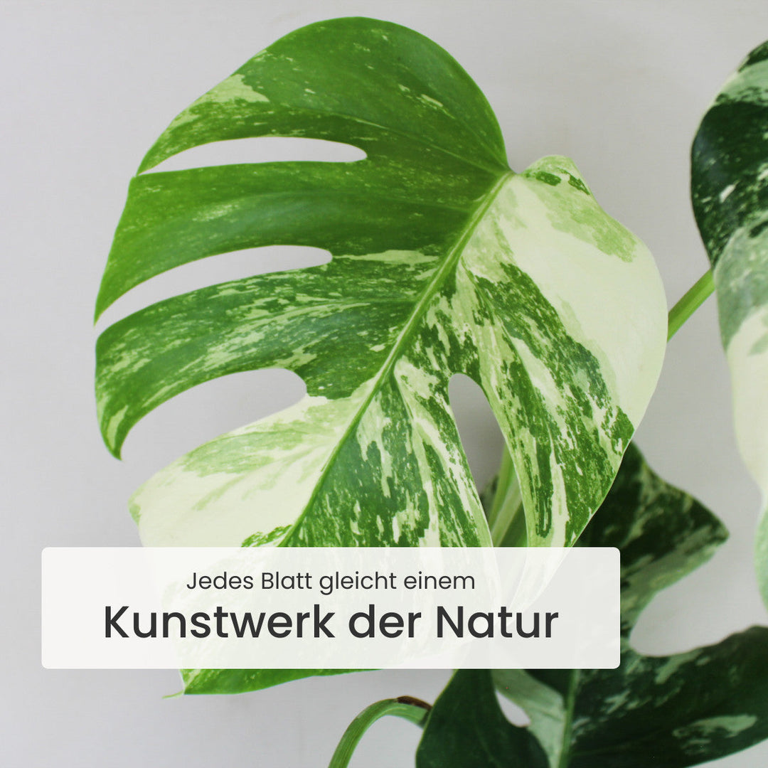 Monstera Deliciosa Variegata Foliage Dreams