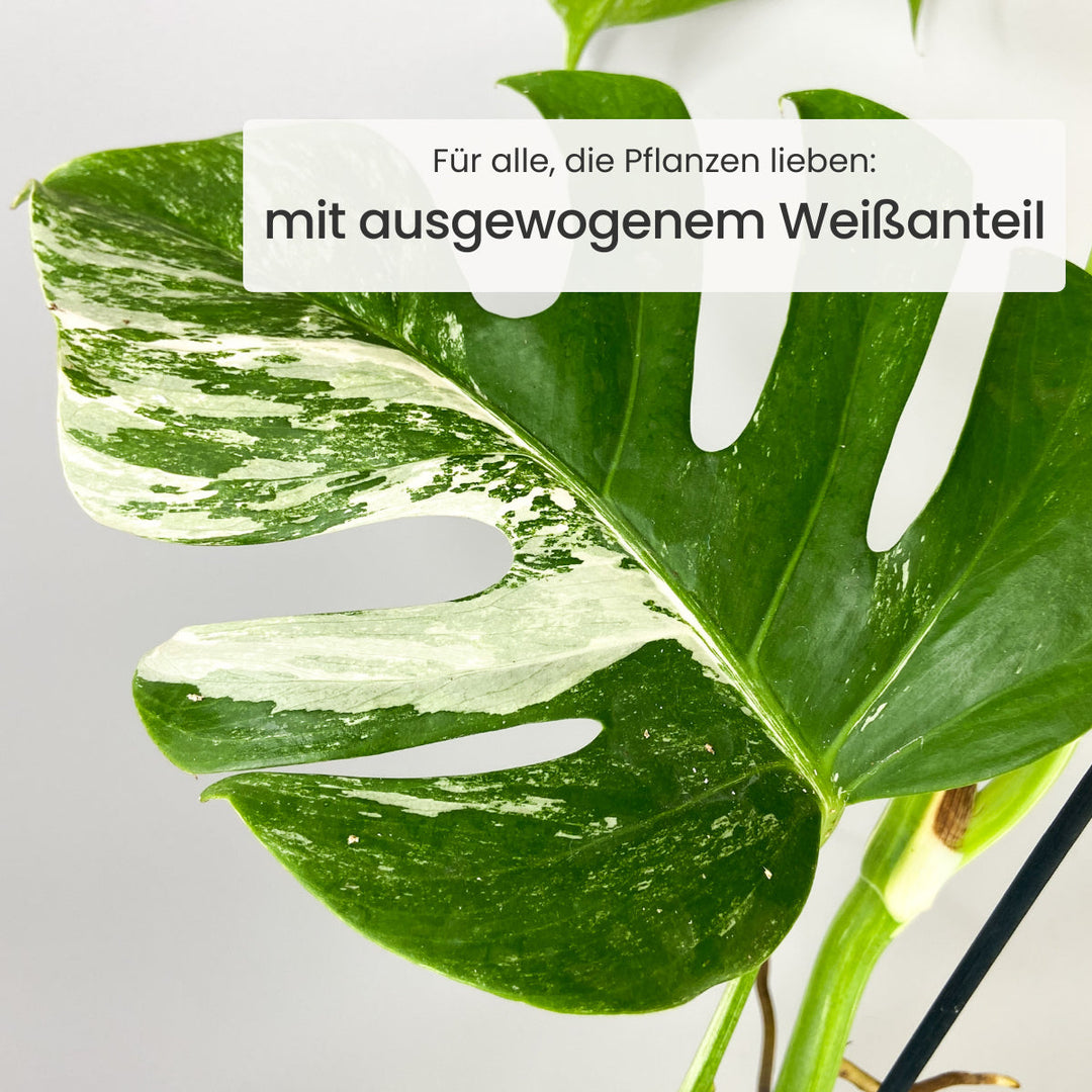 Monstera Deliciosa Variegata Foliage Dreams